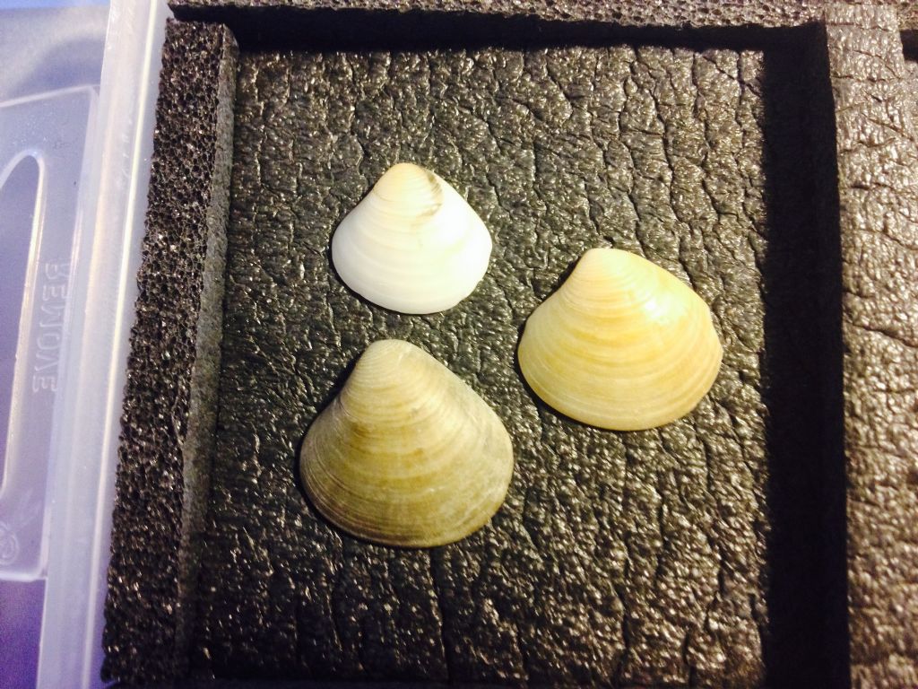 Bivalvi da determinare